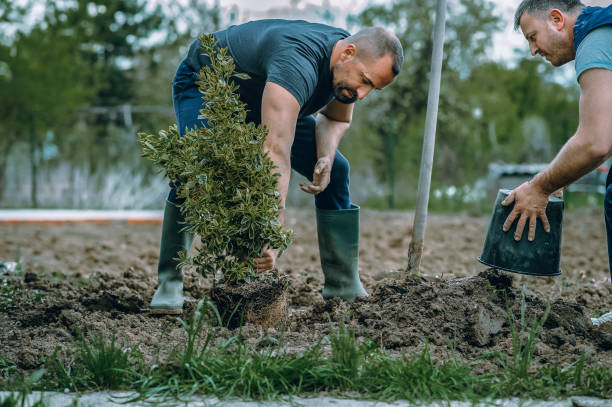 Ballard, UT Tree Removal Company