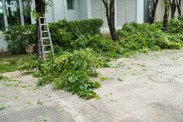 Best Tree Trimming and Pruning  in Ballard, UT