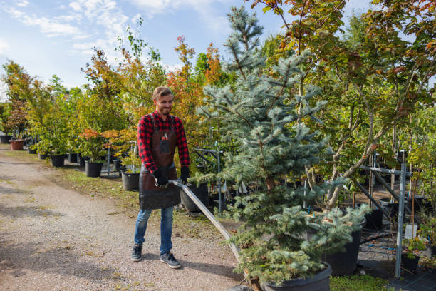 How Our Tree Care Process Works  in  Ballard, UT