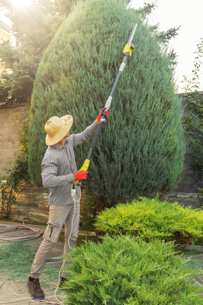 Best Tree Maintenance Programs  in Ballard, UT